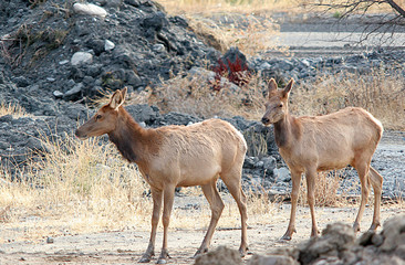 Two young elk crossing a field.