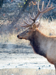 A portraiture of a bull elk.