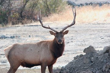 A large bull elk.