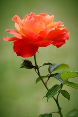 Beautiful orange and yellow rose flower bloom