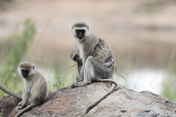 female and mother Vervet Monkey Chlorocebus with juvenile