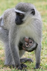 Mother Vervet Mother suckling her cute baby