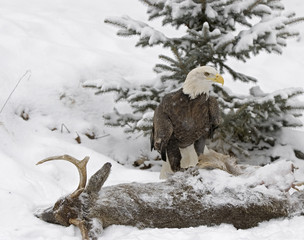 Bald eagle has found a kill. Photographed in Northern Minnesota