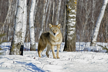 Coyote portrait in winter. Photographed in Northern Minnesota