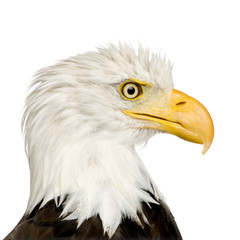 Bald Eagle (22 years) - Haliaeetus leucocephalus