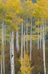 Obraz premium Autumn Aspen Elk Mountains 