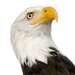 Bald Eagle (22 years) - Haliaeetus leucocephalus