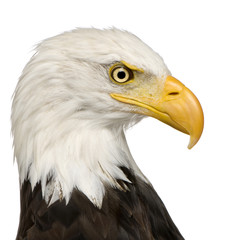 Bald Eagle (22 years) - Haliaeetus leucocephalus