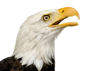 Bald Eagle (22 years) - Haliaeetus leucocephalus