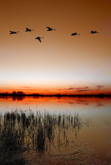 Obraz na płótnie Canvas Zmierzch nad jeziorem z stado kaczek