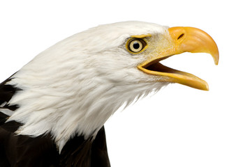 Obraz premium Bald Eagle (22 years) - Haliaeetus leucocephalus
