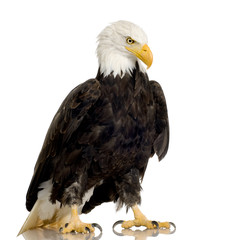 Bald Eagle (22 years) - Haliaeetus leucocephalus