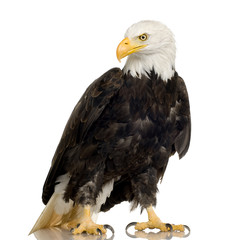 Bald Eagle (22 years) - Haliaeetus leucocephalus