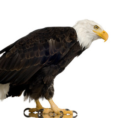 Bald Eagle (22 years) - Haliaeetus leucocephalus