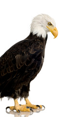 Bald Eagle (22 years) - Haliaeetus leucocephalus