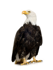Bald Eagle (22 years) - Haliaeetus leucocephalus