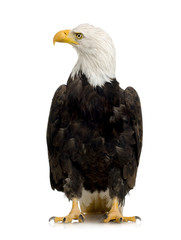 Bald Eagle (22 years) - Haliaeetus leucocephalus