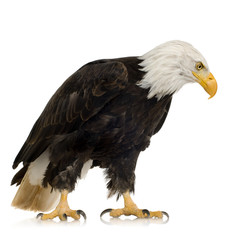 Obraz premium Bald Eagle (22 years) - Haliaeetus leucocephalus