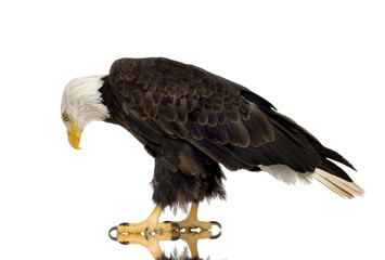 Bald Eagle (22 years) - Haliaeetus leucocephalus