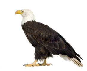 Bald Eagle (22 years) - Haliaeetus leucocephalus