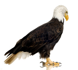 Bald Eagle (22 years) - Haliaeetus leucocephalus