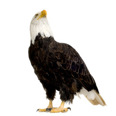 Bald Eagle (22 years) - Haliaeetus leucocephalus