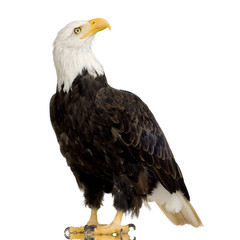 Bald Eagle (22 years) - Haliaeetus leucocephalus