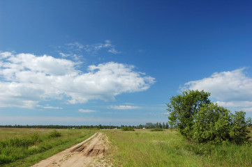 Fototapeta premium Canicular day, Field. Blue sky white clouds.