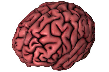 Human brain oblique view on white background