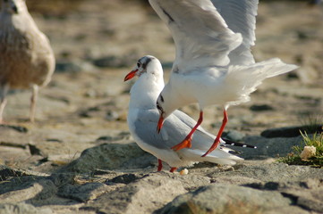 Fototapeta premium Möwe
