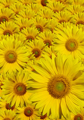Fototapeta na wymiar Sonnenblumen