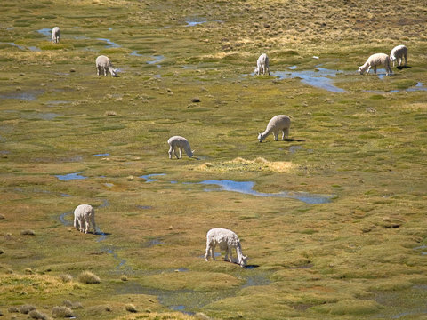 Alpacas pasture on the Andes grassland in Peru