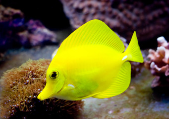 tropical surgeon fish