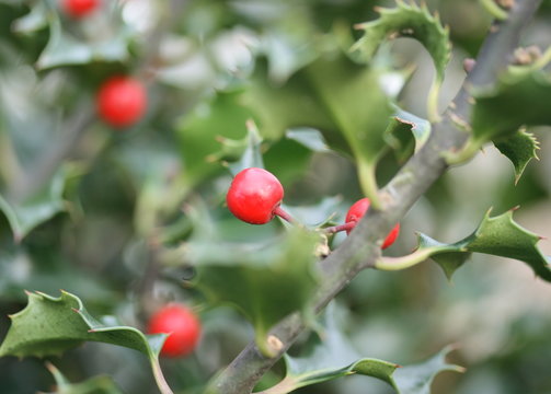 holly and berries