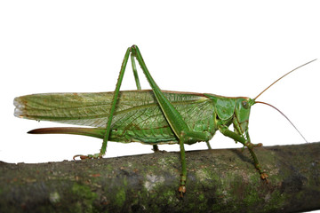 Heupferd