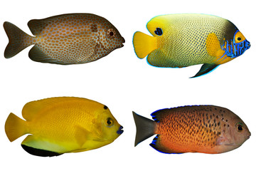 Four Tropical Fishes isolated on white