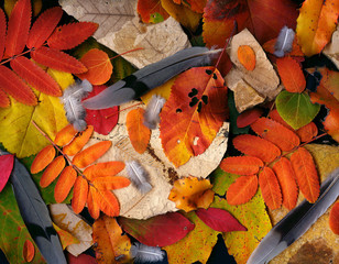 Celebration of Autumn