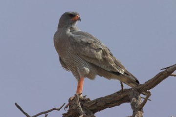 Pale Chanting Goshawk (Melierax canorus)