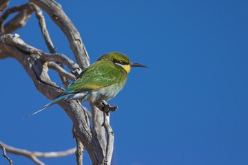 Swallow-tailed Bee-Eater (Merops hirundineus)