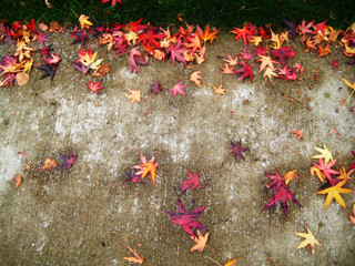 Maple Leaf Graffiti !