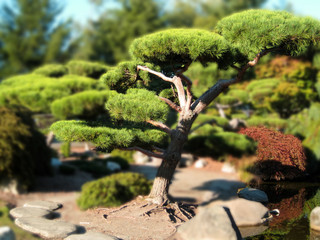 Bonsai Tree Illusion