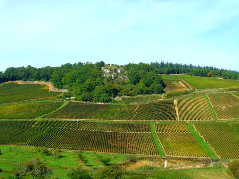 paysage de vignes.