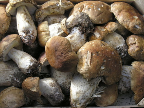 Funghi silani