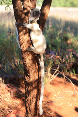 Obraz premium Dancing Verreaux sifika lemurs at Berenty Reserve Madagascar