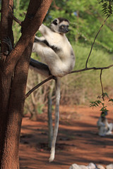 Dancing Verreaux sifika lemurs at Berenty Reserve Madagascar