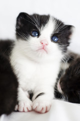 Cute kitten