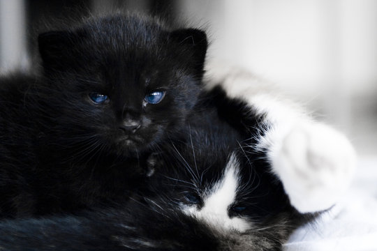 191 Best Two Kittens Images Stock Photos Vectors Adobe Stock 191 Best Two Kittens Images Stock Photos Vectors Adobe Stock