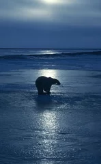 Wall murals Icebear Polar bear on frozen Arctic lake at sunset
