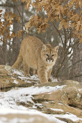 Cougar prowling in light snowfall