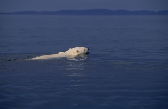 Polar bear swimming to distant shore after ice melt.